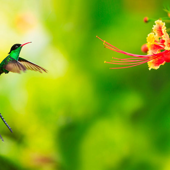 8 Ways to Bring Hummingbird Decor into Your Home