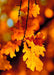 DoorFoto Door Cover Autumn Door Hanger