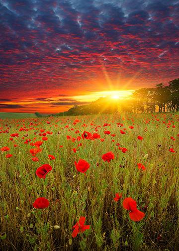 DoorFoto Door Cover Sunset in Red Poppies