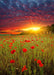 DoorFoto Door Cover Sunset in Red Poppies