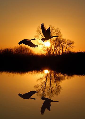 DoorFoto Door Cover Canadian Geese in Golden Sunset