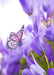 DoorFoto Door Cover Purple Butterfly