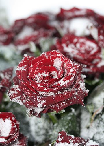 DoorFoto Door Cover Snowy Rose