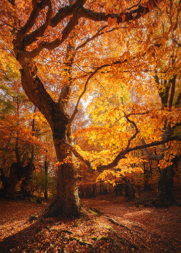 DoorFoto Door Cover Autumn Decor