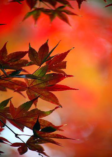 DoorFoto Door Cover Fall Door Autumn Shades