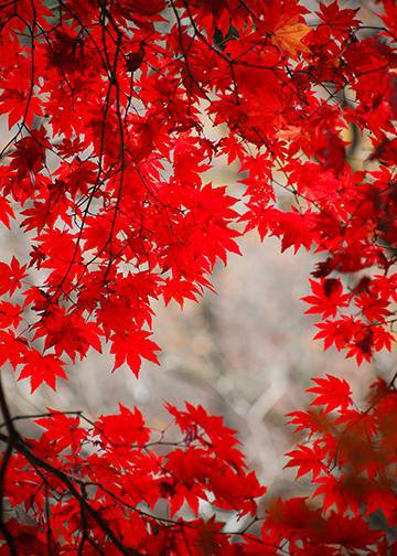 DoorFoto Door Cover Red Fall Leaves