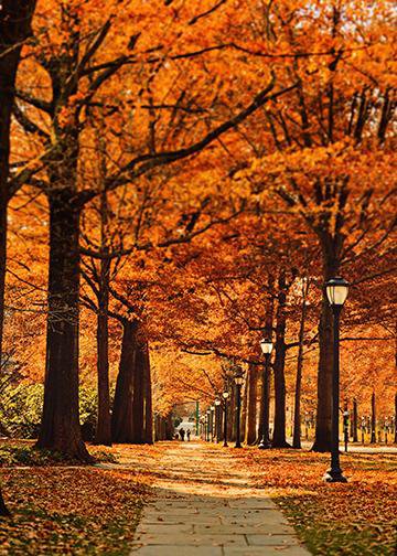 DoorFoto Door Cover Autumn Door Decor