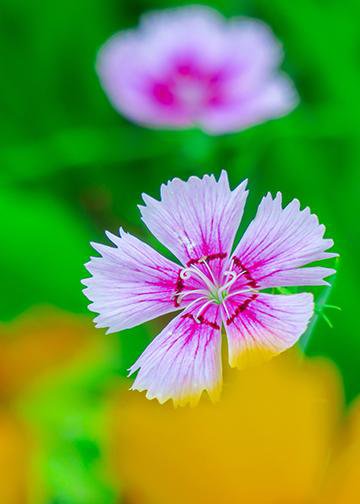 DoorFoto Door Cover Dianthus