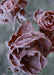 DoorFoto Door Cover Frosted Roses