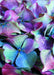 DoorFoto Door Cover Hydrangea