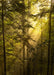 DoorFoto Door Cover Mystic Forest