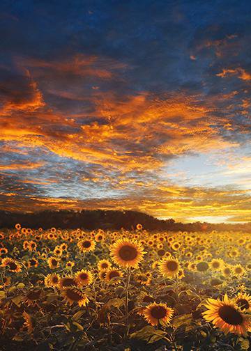 DoorFoto Door Cover Sunflower Field