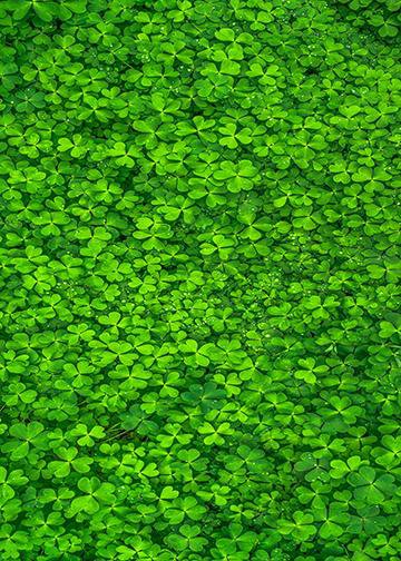 DoorFoto Door Cover Field of Clover Leafs